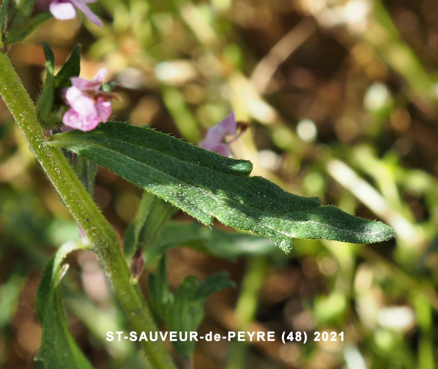 Bartsia, Red leaf